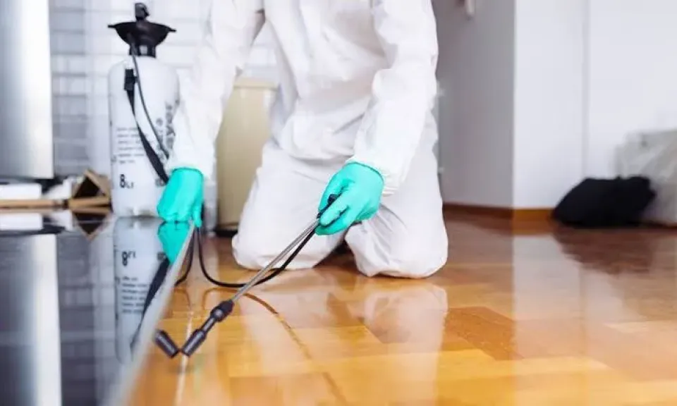 دور الشركات المتخصصة في حماية المنازل من الحشرات والقوارض